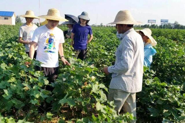 ▲王茂军和学生在黄冈实验基地进行田间棉花标记挂牌和取样（植物科学技术学院供图）