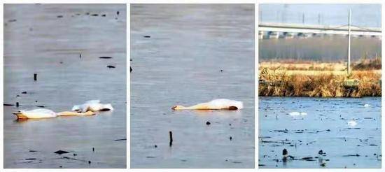 淮南大通区蔡城塘里发现的野生天鹅死体。淮南当地爱鸟人士陆士德摄