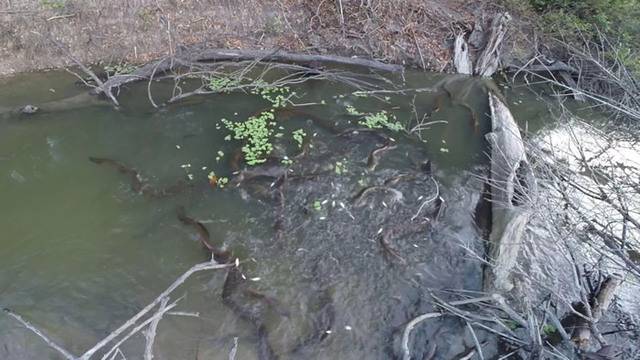 巴西亚马逊盆地的伊里里河最强的“生物发电机”伏打电鳗喜欢组队狩猎