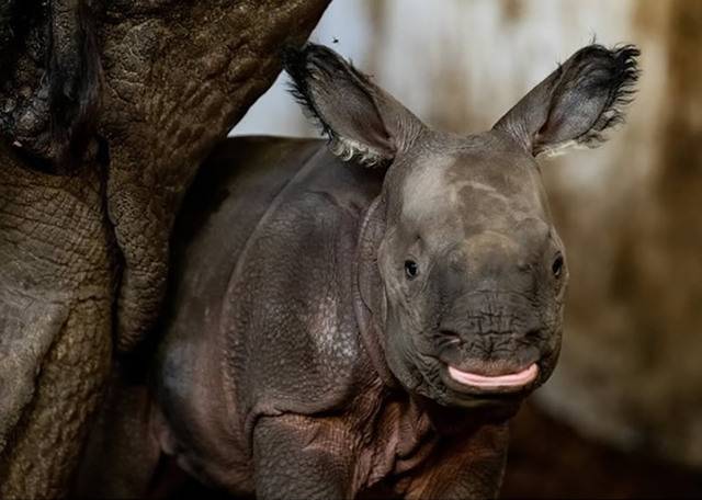 波兰弗罗茨瓦夫动物园濒危物种印度犀成功诞雌性宝宝为155年来首次
