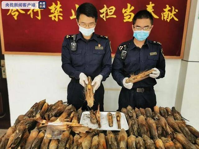 云南孟定海关截获164只红棕象甲活体 系检疫性有害生物