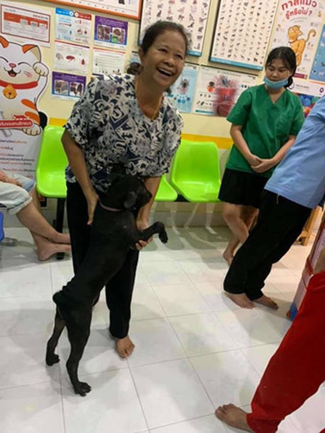 请帮帮我！泰国黑狗走失跑去熟悉医院敲门求救幸运回家