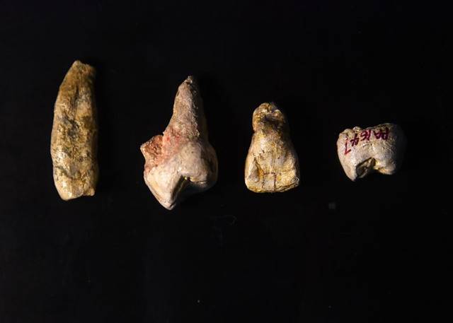 湖北省郧县梅铺龙骨洞出土4颗近百万年前古人类牙齿化石属直立人演化中间状态