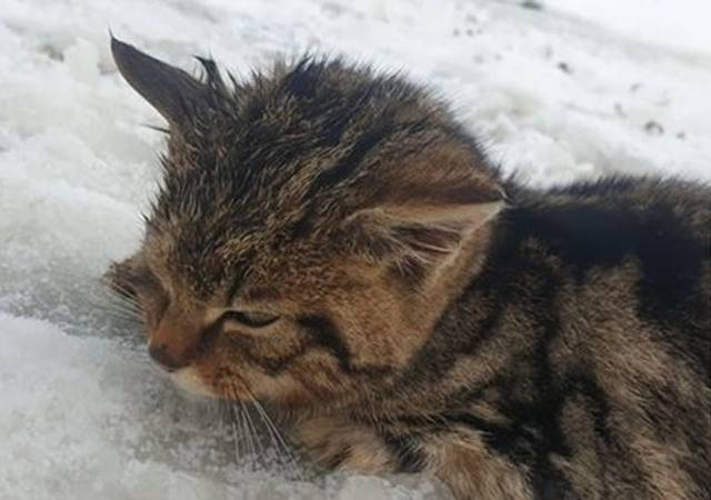 英国苏格兰马里男子在雪地救出冻僵小猫发现原来是极为罕见的苏格兰野猫