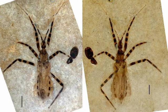 从5000万年前化石上看到刺客虫(猎蝽)生殖器的详细细节生殖囊只有一粒米那么小