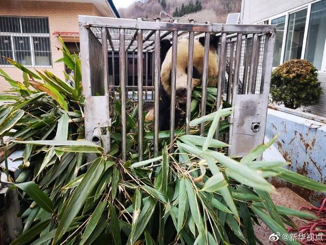 陕西佛坪救治一只受伤秦岭大熊猫