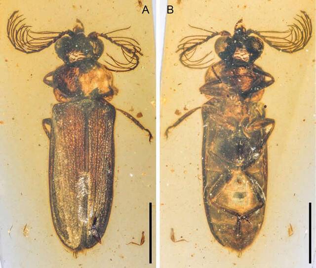 缅甸琥珀中发现叩甲总科的新科：白垩光萤科揭示发光甲虫的早期演化