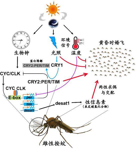 疟疾媒介按蚊婚飞和求偶的奥秘