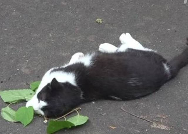 猫通过摩擦猫薄荷和木天蓼将将植物化学物质荆芥内酯转移到皮毛上驱蚊