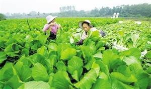 守好“菜园子” 稳住“菜篮子”