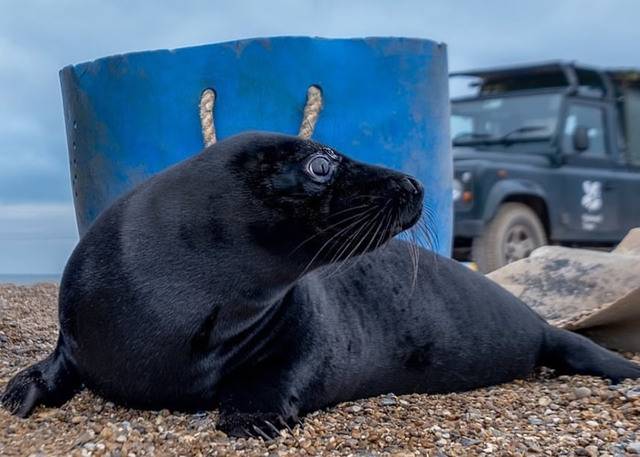 英国诺福克郡布莱克尼角自然保护区发现10只罕见的黑色海豹幼崽
