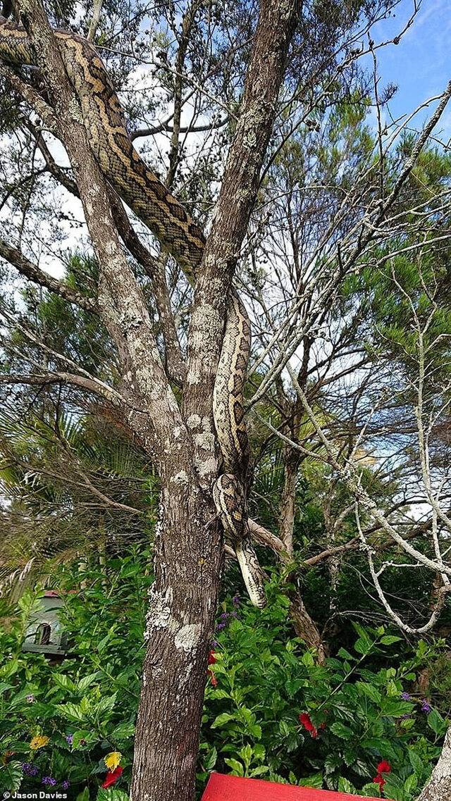 澳洲昆士兰州居民在自家后院发现一条超大巨蟒