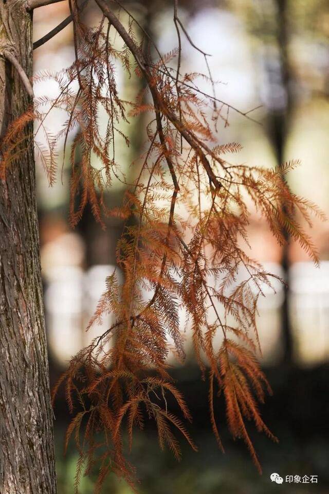 红翻了！藏匿在东莞企石万里碧道的落羽杉，太惊艳了！