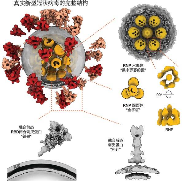 灭活新冠病毒全病毒三维精细结构（李赛实验室供图）