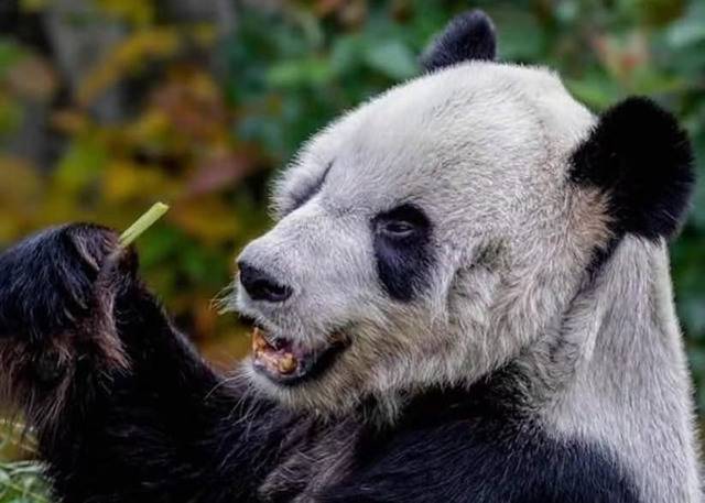 网民爆料称两只旅美大熊猫丫丫和乐乐在位于田纳西州的孟菲斯动物园疑遭虐待