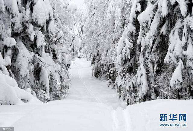 雪后探秘芬兰科利国家公园




雪后探秘芬兰科利国家公园