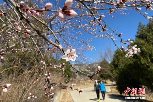 资料图：2020年3月14日，北京天气晴好，北京西山国家森林公园春暖花开春意渐浓，吸引市民及游客前来踏青赏春。中新社记者张兴龙摄