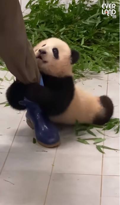 400万人围观！旅韩大熊猫宝宝撒娇 抱住饲养员不松腿