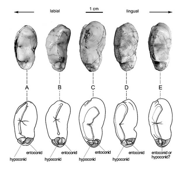 三种短吻硕鬣狗亚种的下裂齿跟座形态比较（刘金毅供图）