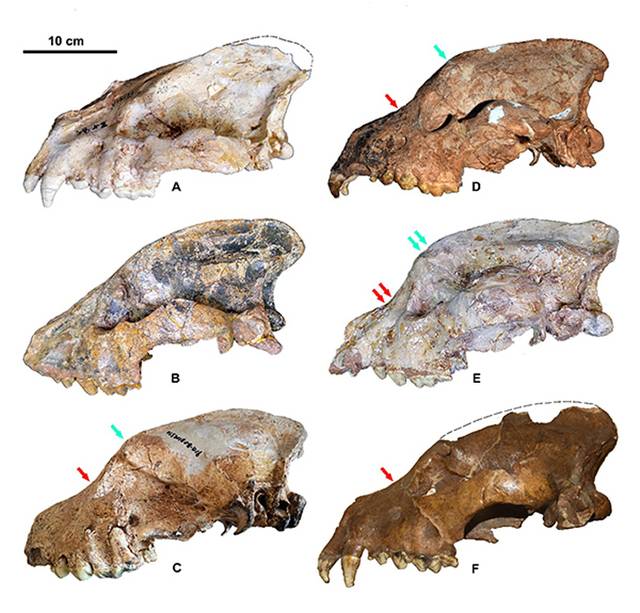 三种短吻硕鬣狗亚种的头骨形态比较（刘金毅供图）