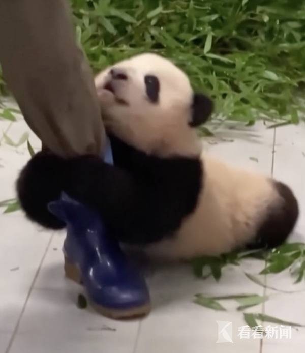 旅韩熊猫幼崽“福宝”初长成！还是超黏人小可爱