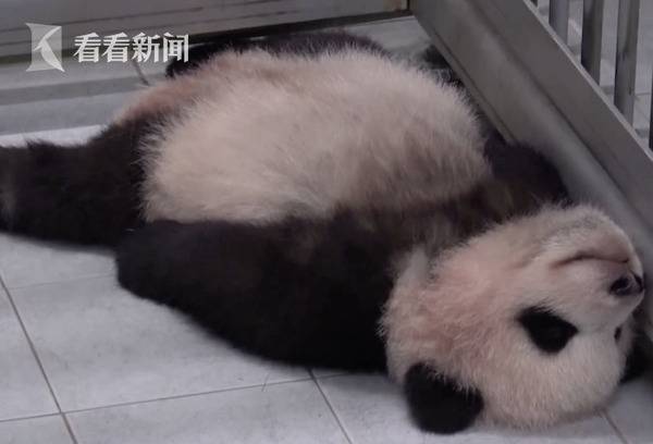 旅韩熊猫幼崽“福宝”初长成！还是超黏人小可爱