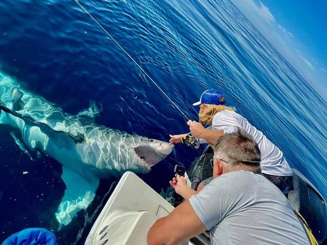美国佛罗里达州4.2米长大白鲨抢鱼饵更翻身游泳似央求“搓肚子”