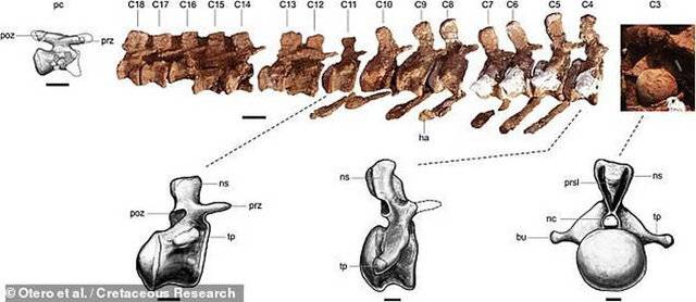 《白垩纪研究》：阿根廷挖掘出9800万年前恐龙化石可能属于有史以来最大的陆地动物