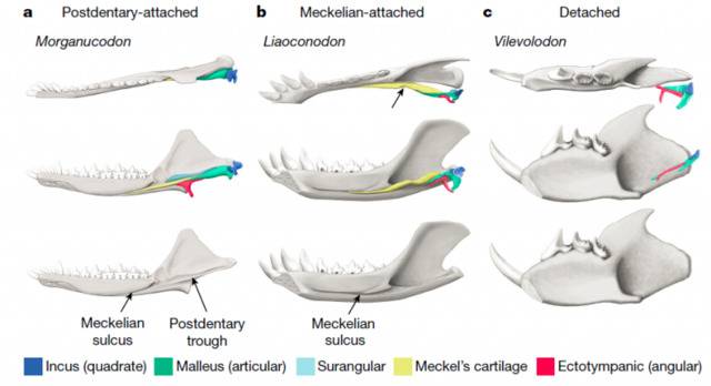 云南大学毕顺东团队发表《Nature》文章：鸭嘴兽型中耳揭示哺乳动物听觉和中耳演化机制