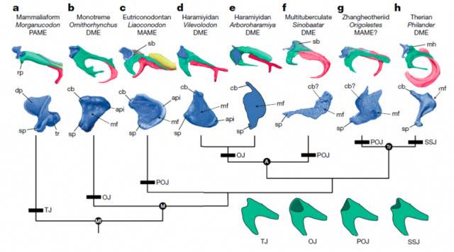 图3,哺乳动物砧骨-锤骨关节演化关系图