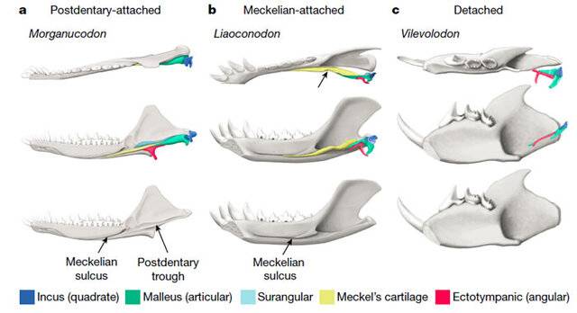 a,通过下颌后方骨骼与下颌相连的中耳（postdentary-attached middle ear） b,通过麦氏软骨与下颌相连的中耳（ Meckelia