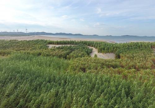 这是福建省平潭综合实验区一处沙滩上栽种的用于防风固沙的菌草（2019年7月25日无人机拍摄）。新华社记者林善传摄