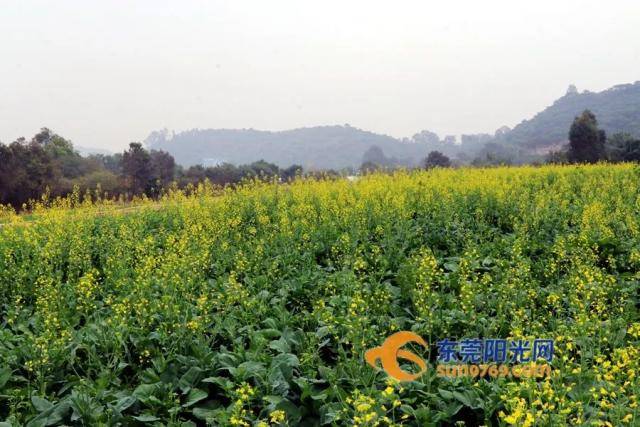 春节是最佳赏花期！东莞这个50亩花海等你打卡！