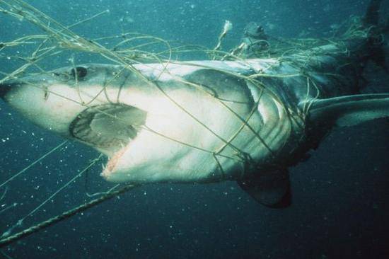 被网住的大白鲨（南非白鲨项目网站）