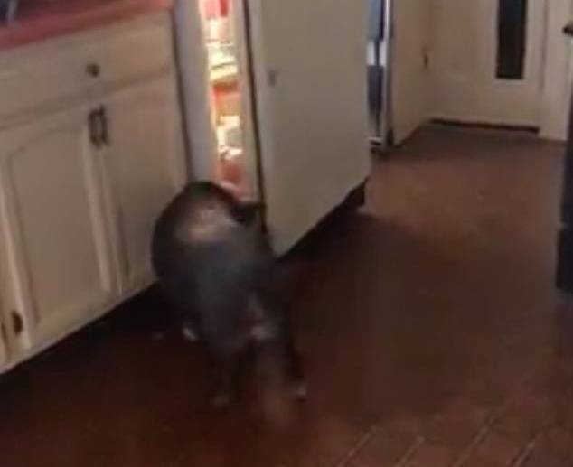 美国一只宠物猪被主人抓到会自己打开冰箱拿零食