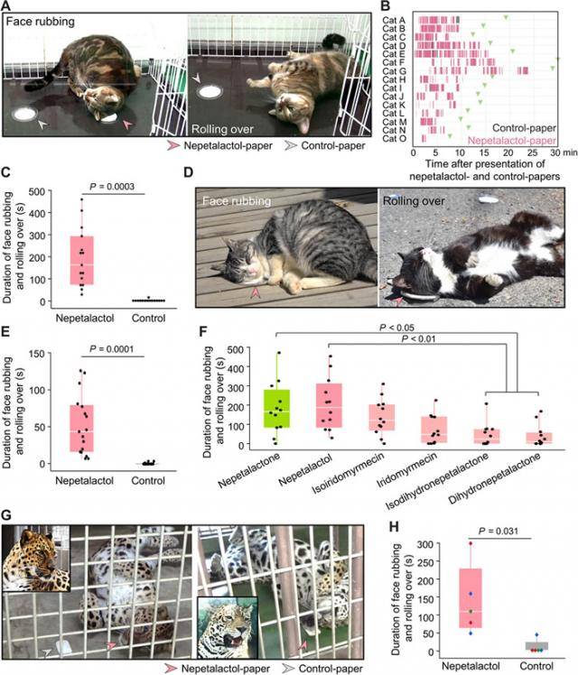 《科学先端》：猫咪喜欢木天蓼是“吸毒”？日本研究发现可能是为防蚊