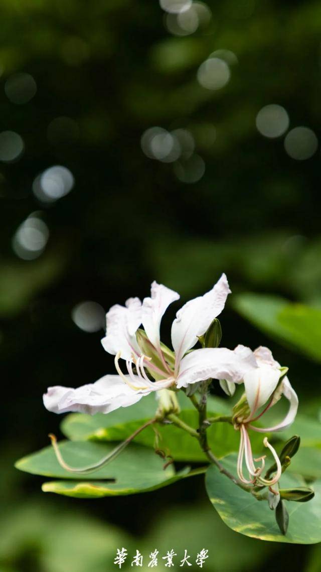 超美！！立春，华农的花开了！