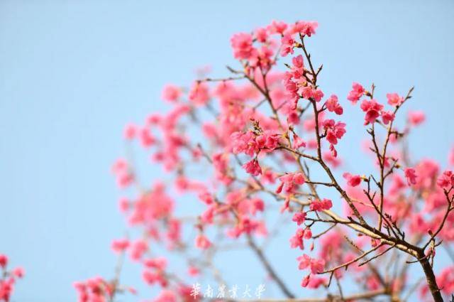 超美！！立春，华农的花开了！