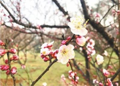 随手一拍就是古风大片 东湖梅花节“梅”开眼笑