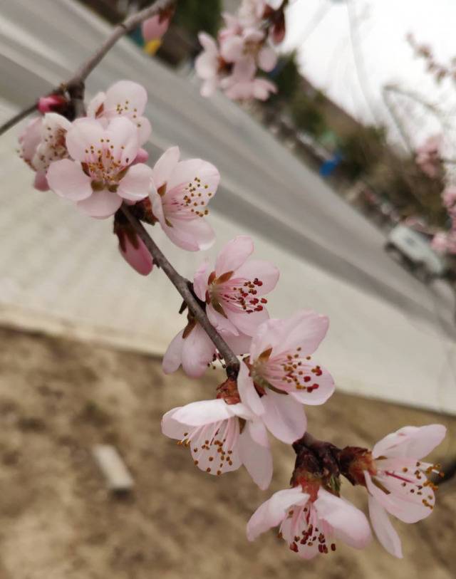 立春｜遇见，在内大春色里