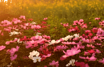 太美了！春暖花开，快来东莞赏花！（附攻略）