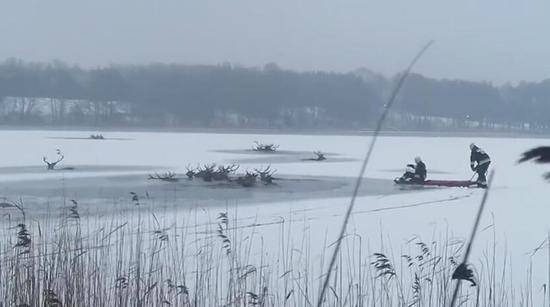 波兰偷猎者用鞭炮吓鹿群 致使鹿群被困冰湖19头鹿溺亡