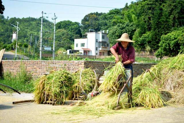 从1.1万到32万！一个华农版的《山海情》故事