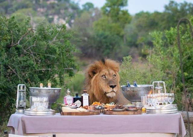 南非克鲁格国家公园游客美食芳香扑鼻雄狮不请自来吓跑众人