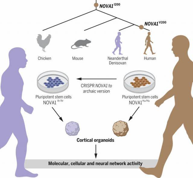 《科学》杂志：尼安德特人基因可改变现代人脑类器官中的神经发育