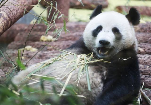 莫斯科动物园里的中国大熊猫