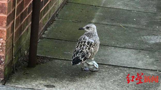 ↑在英国，被缠住双脚的海鸥图据BBC