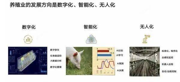 华为推“智慧养猪” 任正非：华为不靠手机也能活