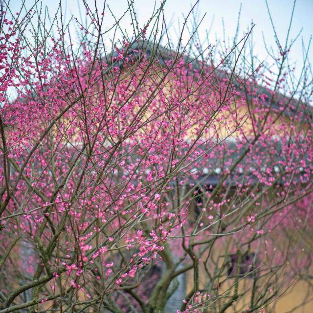 黄墙红花，以广阳营为背景的梅花显得更为素雅美丽。图：广阳岛绿色发展公司