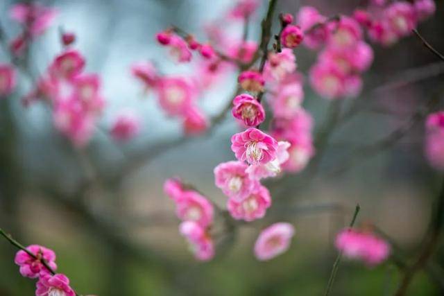 黄墙红花，以广阳营为背景的梅花显得更为素雅美丽。图：广阳岛绿色发展公司